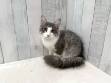 ノルウェージャンフォレストキャット【東京都・男の子・2025年5月15日・ブルー&ホワイト】の写真8