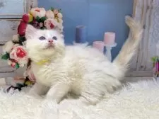 ラグドール【東京都・女の子・2025年12月13日・トーティポイントバイカラー】の写真9