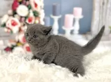 ブリティッシュショートヘア【東京都・女の子・2025年11月5日・ブルー】の写真9