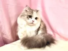 スコティッシュフォールド(立ち耳)【東京都・女の子・2025年4月18日・ダイリュートキャリコ】の写真9