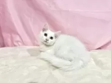 ノルウェージャンフォレストキャット【東京都・女の子・2025年8月2日・ホワイト】の写真9