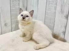 ラグドール【東京都・男の子・2025年6月11日・ブルーポイントミテッド】の写真4