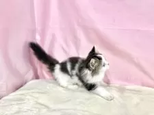 マンチカン(長足)【東京都・男の子・2025年9月3日・ブラウンタビー&ホワイト】の写真9