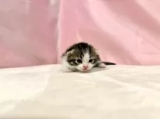 マンチカン(短足)【東京都・男の子・2025年10月19日・ブラウンタビー&ホワイト】の写真9