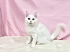 ノルウェージャンフォレストキャット【東京都・女の子・2025年8月2日・ホワイト】の写真9