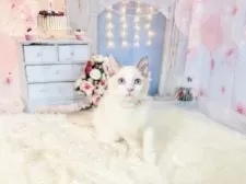 ラグドール【東京都・女の子・2025年8月21日・ブルーポイントバイカラー】の写真9