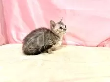 マンチカン(短足)【東京都・女の子・2025年8月23日・シルバータビー】の写真9