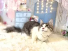 ノルウェージャンフォレストキャット【東京都・男の子・2025年5月15日・ブルー&ホワイト】の写真9