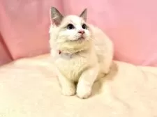 ラグドール【東京都・女の子・2025年6月27日・ブルーポイントバイカラー】の写真9