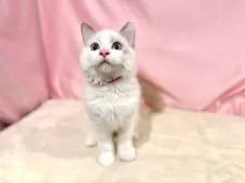 ラグドール【東京都・男の子・2025年7月13日・ブルーポイントバイカラー】の写真9