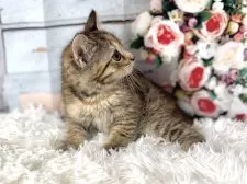 マンチカン(長足)【東京都・女の子・2025年10月11日・トーティシェル】の写真9