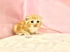 スコティッシュフォールド(折れ耳)【東京都・男の子・2025年10月11日・レッドタビー&ホワイト】の写真9