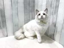 ラグドール【東京都・男の子・2025年4月13日・シールポイントバイカラー】の写真9