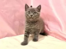 ブリティッシュショートヘア【東京都・男の子・2025年8月25日・ブルー】の写真9