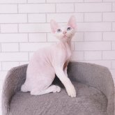 デボンレックス