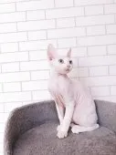 デボンレックス【奈良県・女の子・2026年5月8日・ホワイト系】の写真2