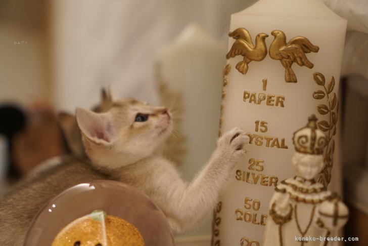 Singapura🐈 Sepia Agouti｜成澤　美咲(なるさわ　みさき)ブリーダー(長野県・ミヌエットなど・JCC登録)の紹介写真4