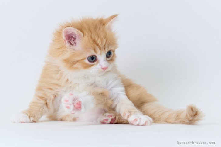 🧸Excellent pedigree｜成澤　美咲(なるさわ　みさき)ブリーダー(長野県・ミヌエットなど・JCC登録)の紹介写真5