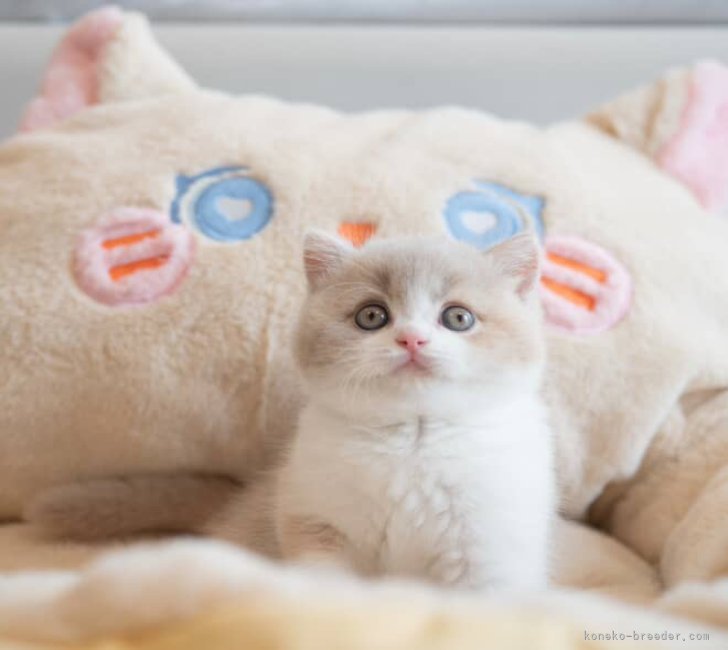 British Shorthair💕🍼｜成澤　美咲(なるさわ　みさき)ブリーダー(長野県・ミヌエットなど・JCC登録)の紹介写真6