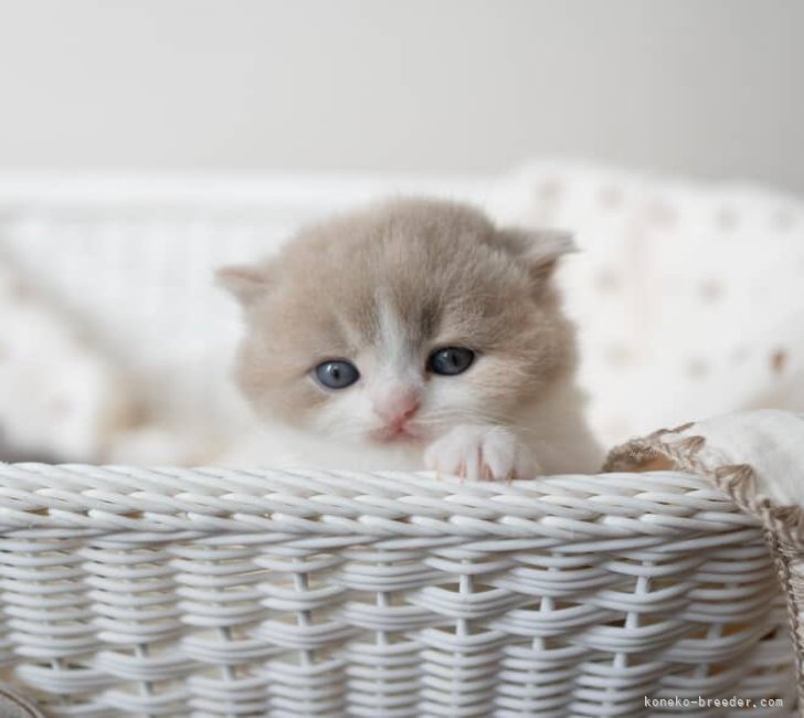 Fawn Tortie White🩵｜成澤　美咲(なるさわ　みさき)ブリーダー(長野県・ミヌエットなど・JCC登録)の紹介写真7