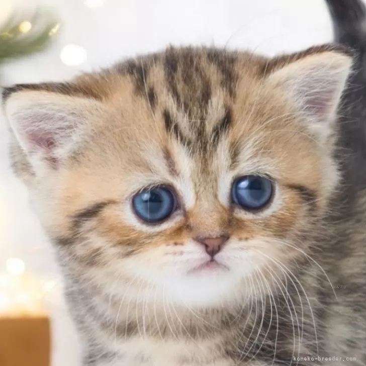 ID:2408-01983の子猫