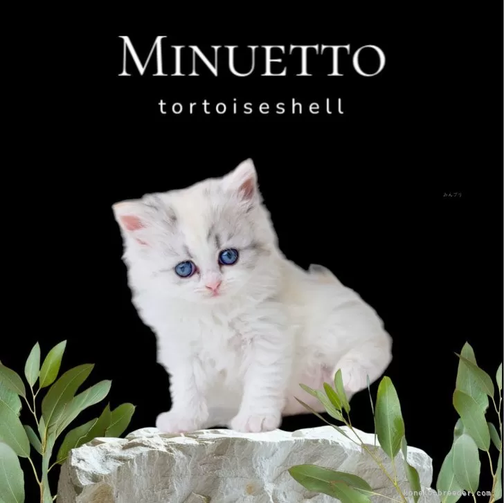 ID：2404-03155の子猫