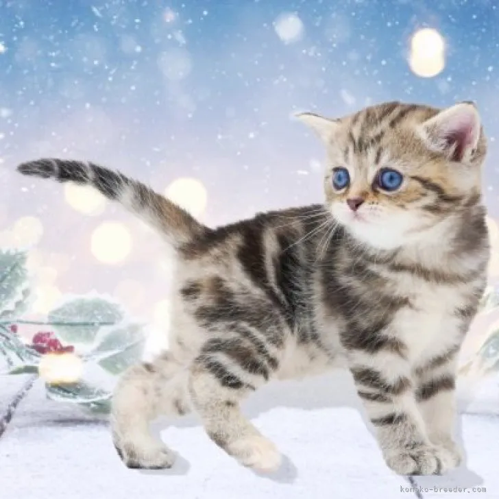 ID：2309-01178の子猫