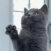 ブリティッシュショートヘア【長野県・女の子・2024年8月14日・ブルー】の写真4