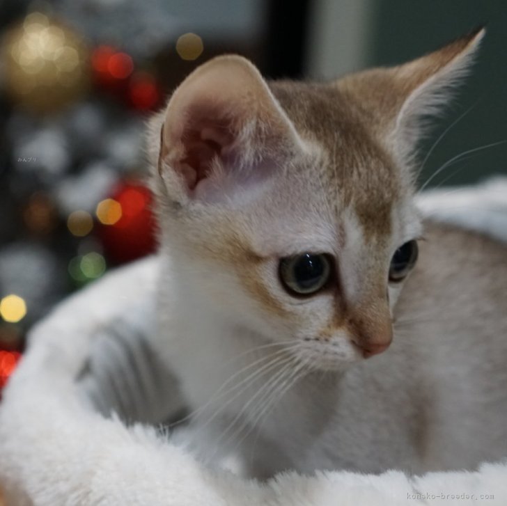 ブリーダー画像