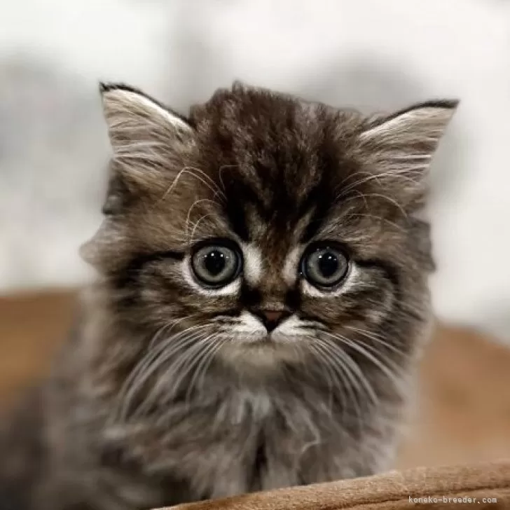 ID：2506-03422の子猫