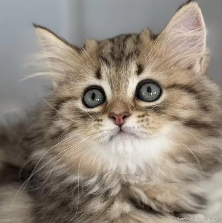ID:2505-00810の子猫