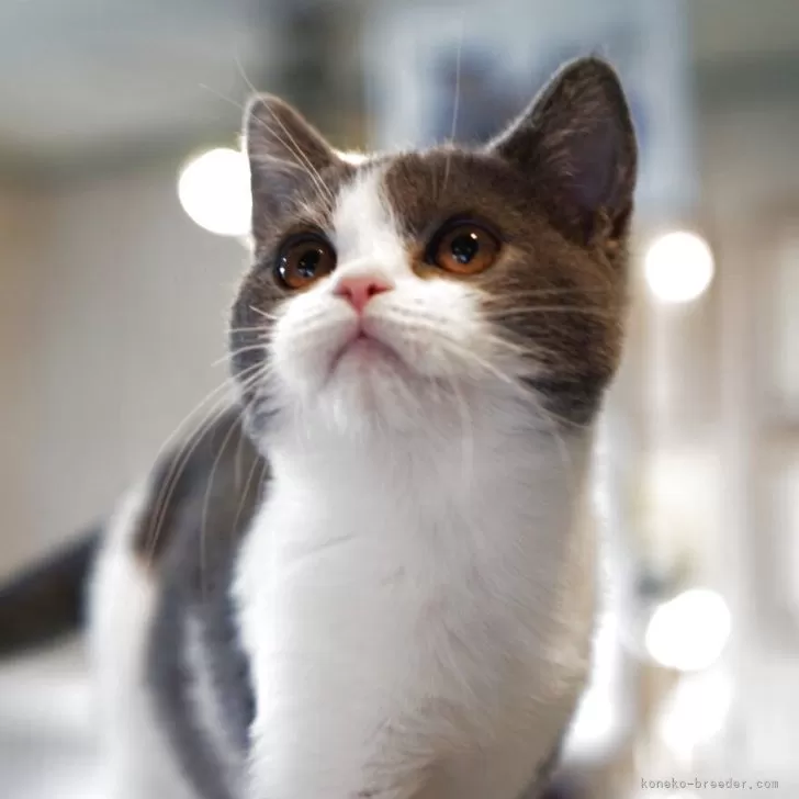 ブリティッシュショートヘア【長野県・男の子・2025年6月7日・ブルーホワイト】の写真1