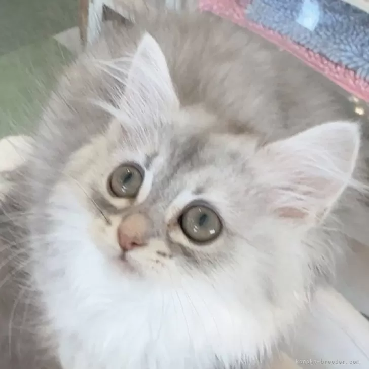 ミヌエット(短足)【長野県・女の子・2025年5月29日・シルバータビー】の写真1「懐こいので看板猫ちゃんになれますよ💕」