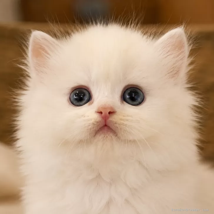 ID：2604-03297の子猫