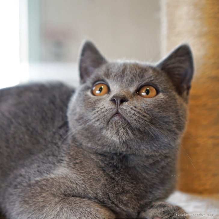 ブリーダー画像