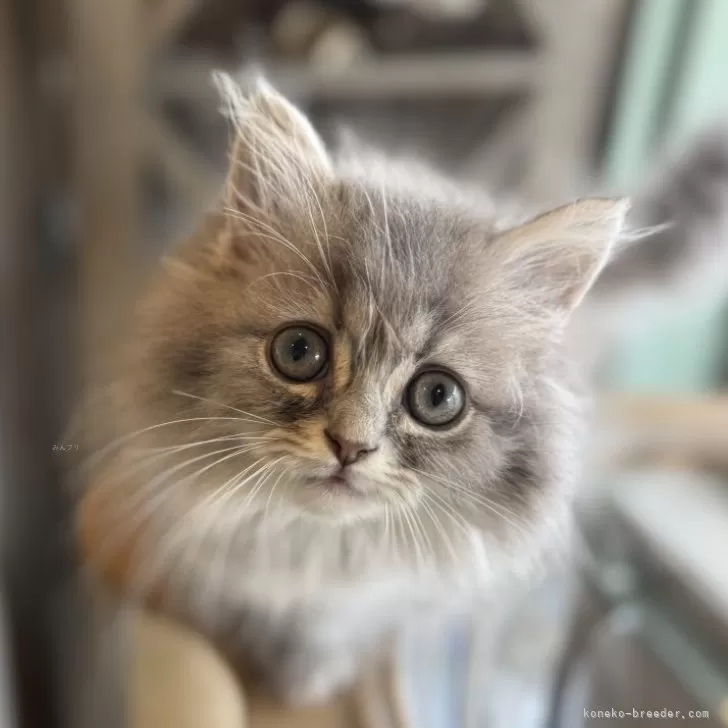ID:2506-02555の子猫