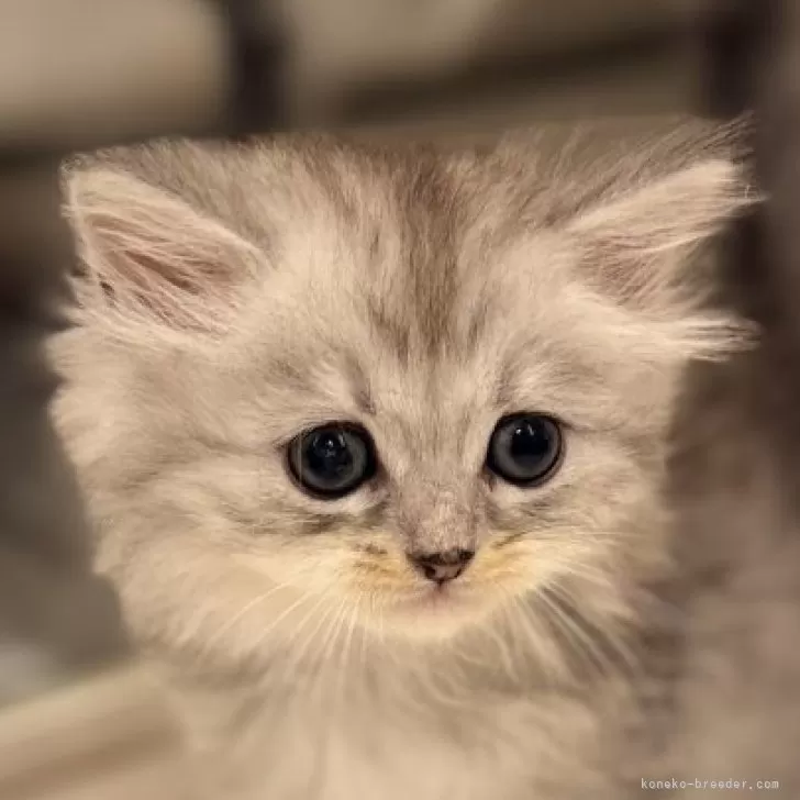 E.S 様のお迎えした子猫