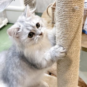 ミヌエット(短足)【長野県・男の子・2025年5月29日・シルバータビー🩶】の写真「💁🏻‍♀️極短足クセになる可愛さ」