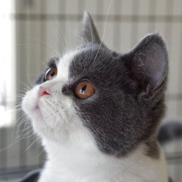 ブリティッシュショートヘア【長野県・女の子・2025年6月7日・ブルーホワイト】の写真「💁🏻‍♀️素敵なブリティッシュへ成長中✨」