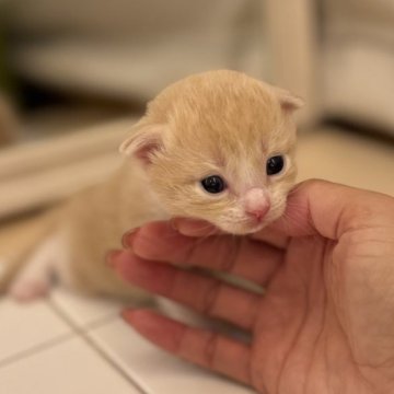 サイベリアン【長野県・男の子・2025年7月18日・クリームホワイト】の写真「まだまだ赤ちゃんです」
