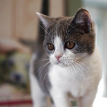 ブリティッシュショートヘア【長野県・女の子・2025年6月7日・ブルーホワイト】の写真「💁🏻♀️絵本から飛び出した様な容姿❣️」