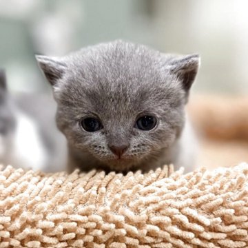20インチ ブリティッシュショートヘア 猫の リアルで生き生きと