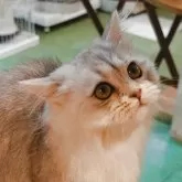 ミヌエット(短足)