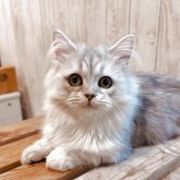 ミヌエット(短足)