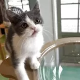 ブリティッシュショートヘア