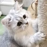 ミヌエット(短足)