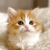 ミヌエット(短足)