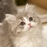 ミヌエット(長足)【長野県・男の子・2025年3月11日・ブルーホワイト】の写真1「とても毛並みが柔らかくしなやかです」