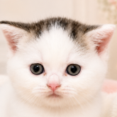 ブリティッシュショートヘア