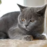 ブリティッシュショートヘア【長野県・男の子・2025年6月7日・ブルー】の写真2